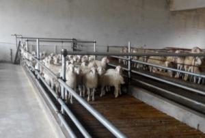 牛羊病特色診療